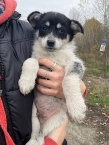 Врятовані цуценята шукають родину!