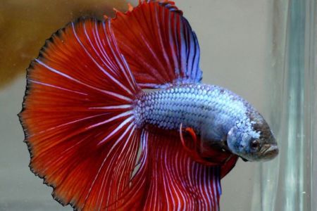Півник Халф Мун