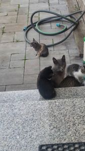 Милі, здорові кошенята шукають хазяїна!