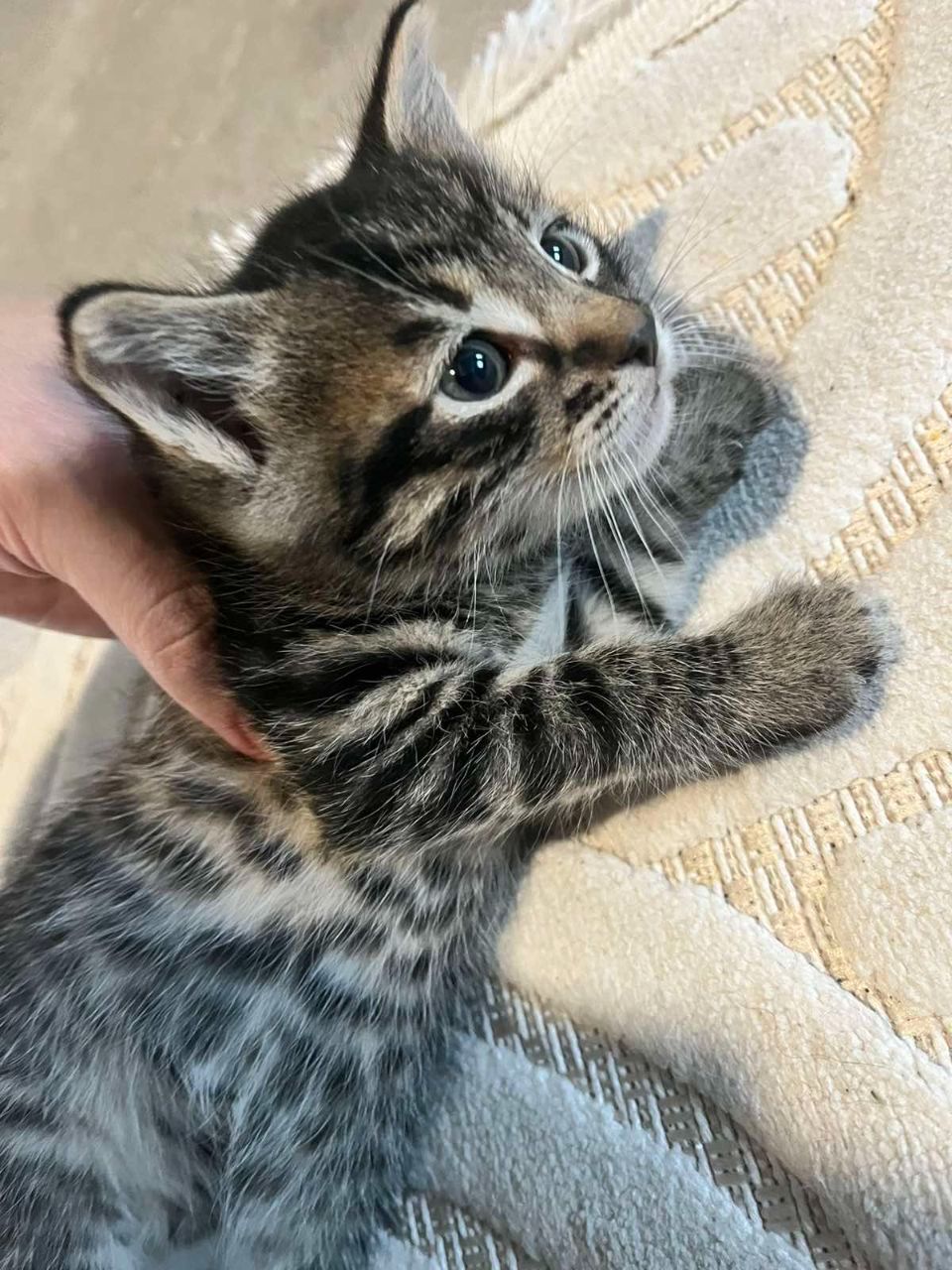 Кошенята