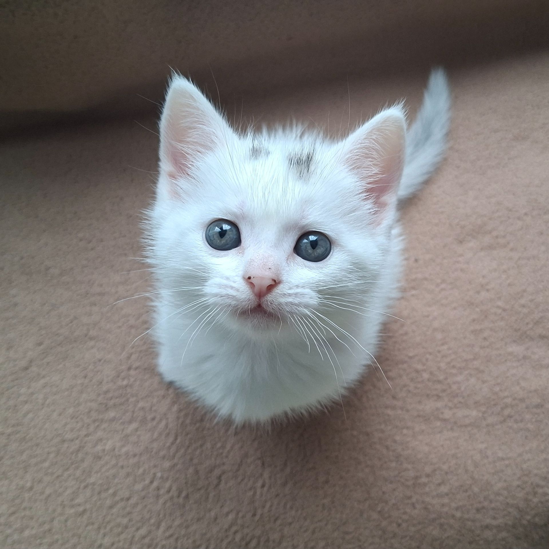 Шотландский котёнок