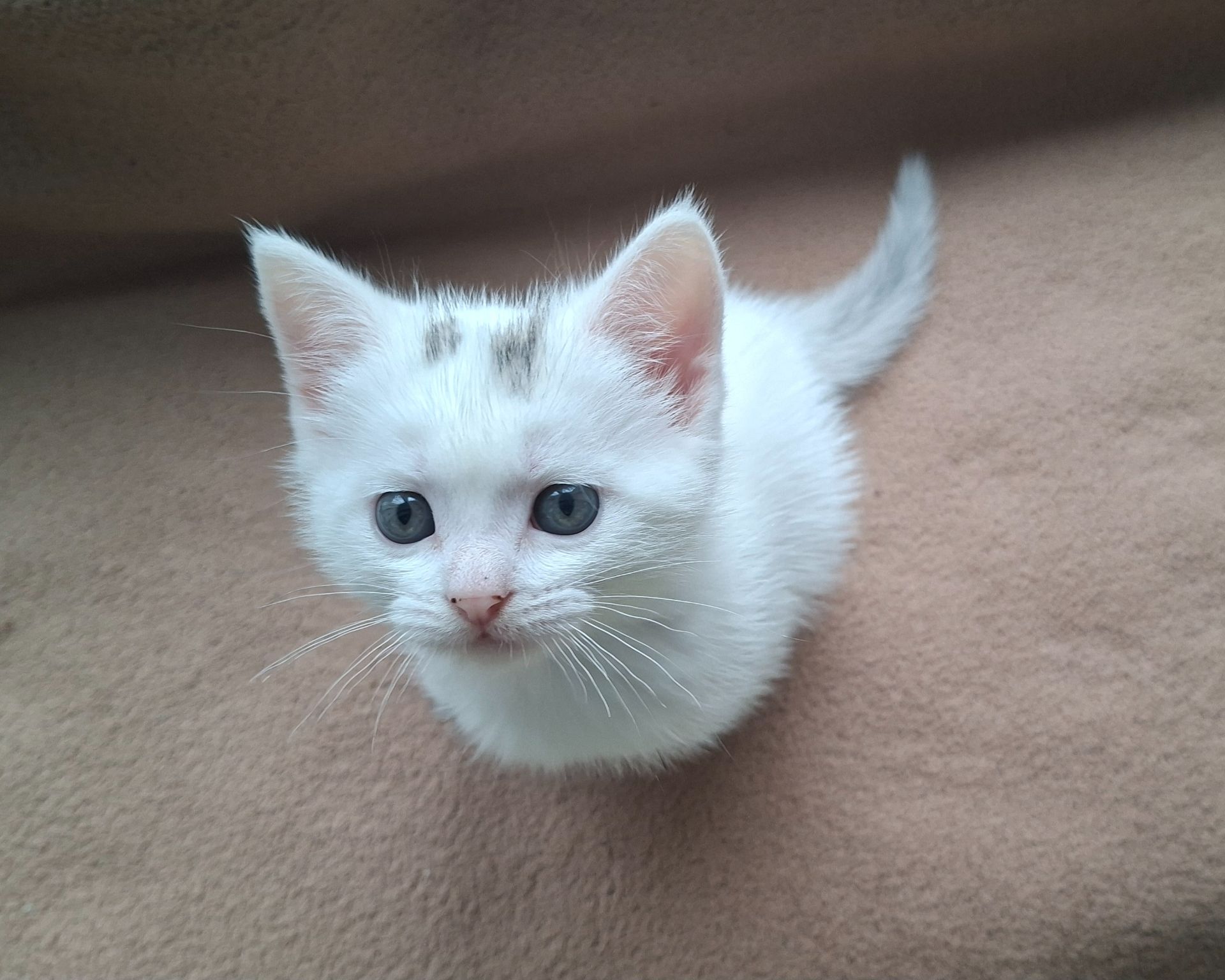 Шотландский котёнок
