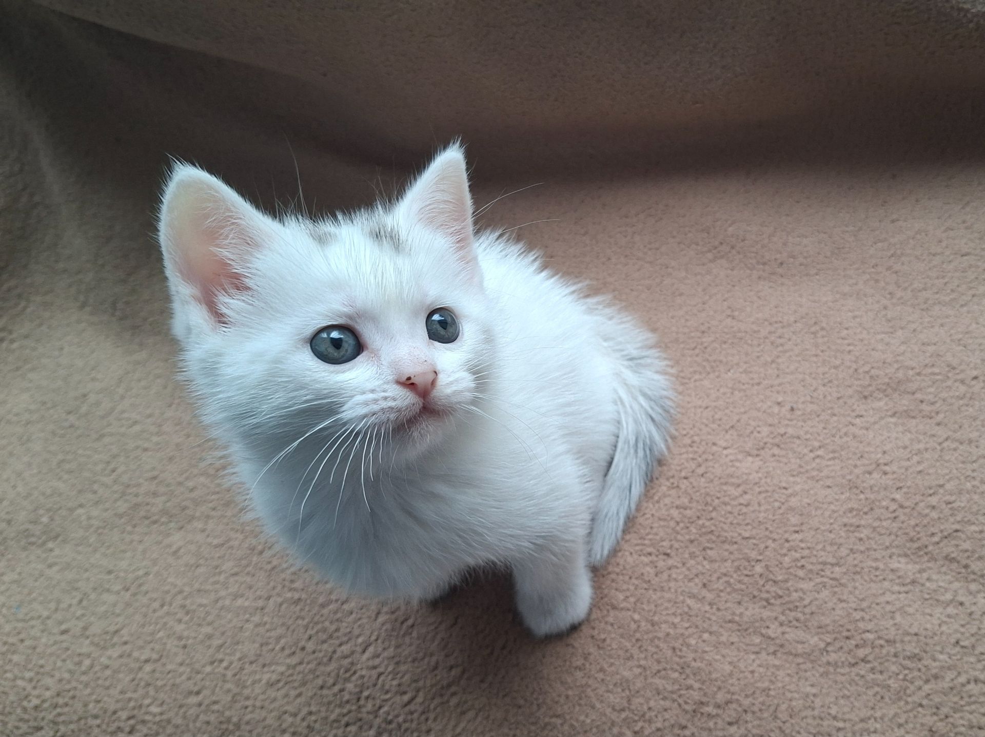 Шотландский котёнок