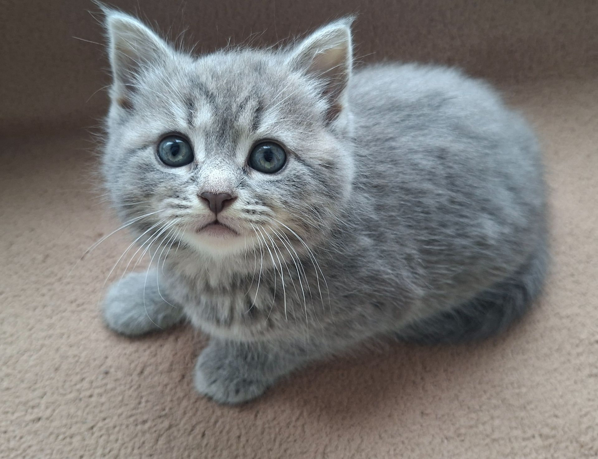 Шотландская кошечка, плюшевая красавица