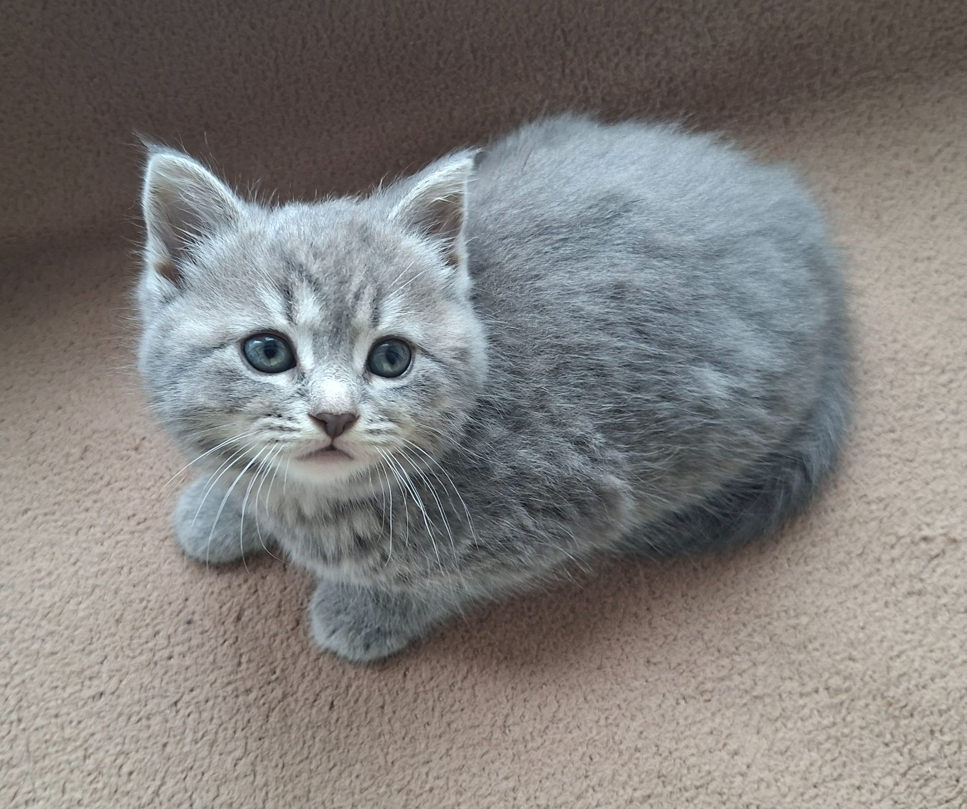 Шотландская кошечка, плюшевая красавица