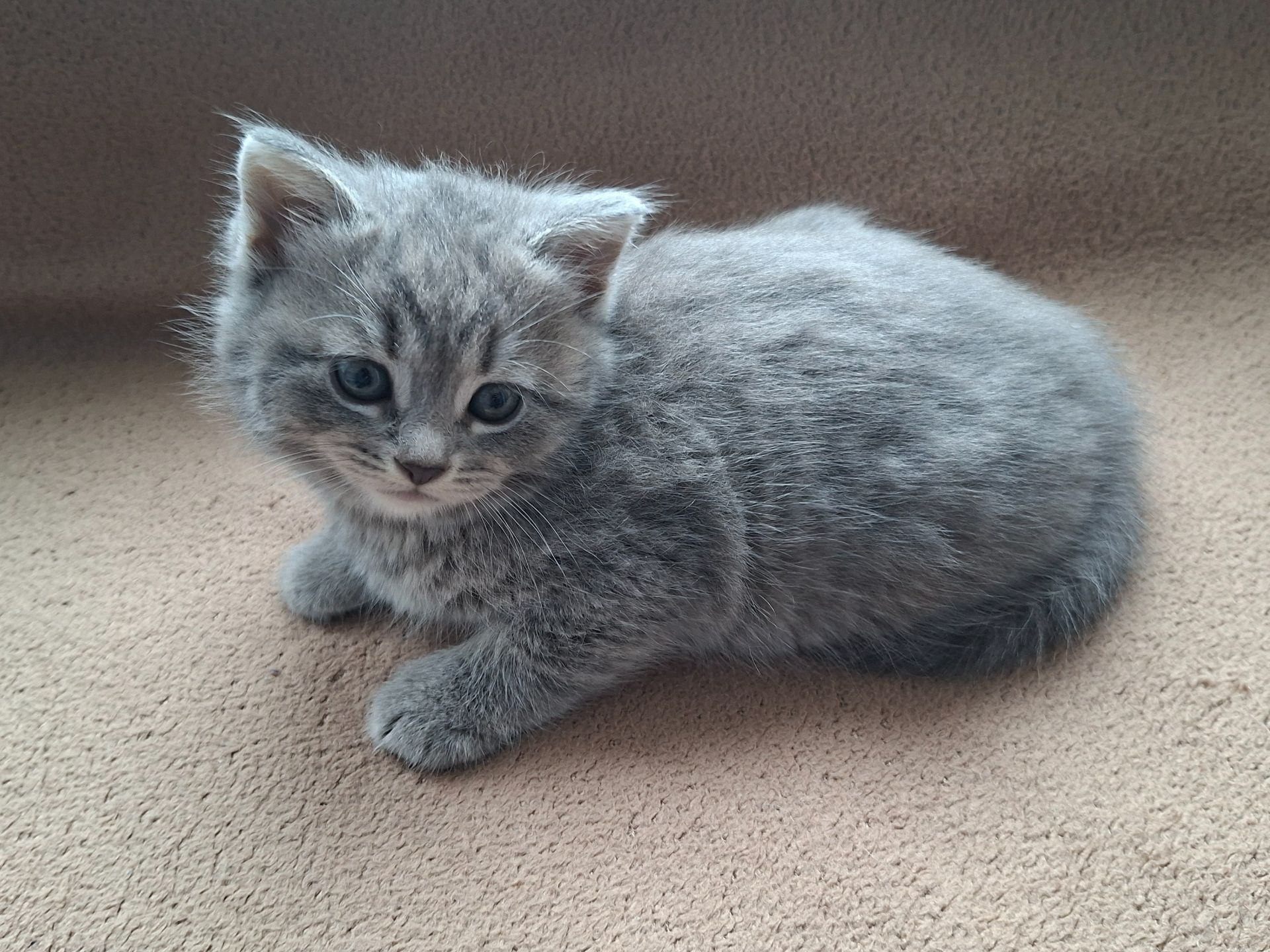 Шотландская кошечка, плюшевая красавица
