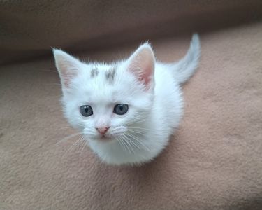 Шотландский котёнок