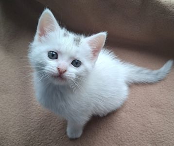 Шотландский котёнок