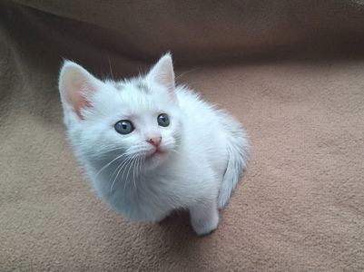 Шотландский котёнок