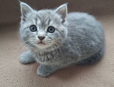 Шотландская кошечка, плюшевая красавица