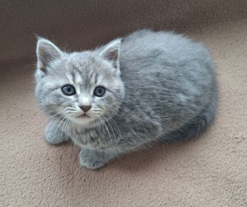 Шотландская кошечка, плюшевая красавица