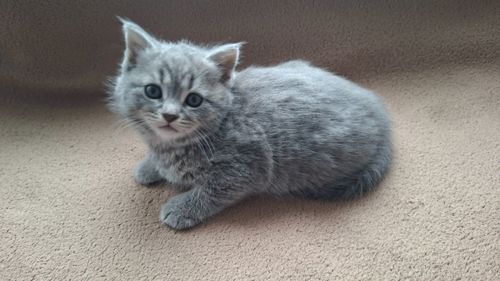 Шотландская кошечка, плюшевая красавица