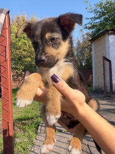 Маленькі песики у пошуках родини