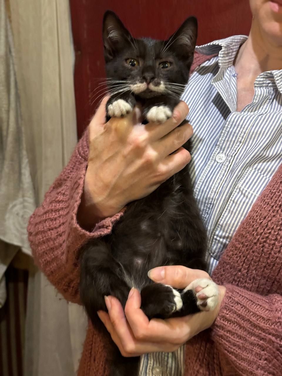Кошеня