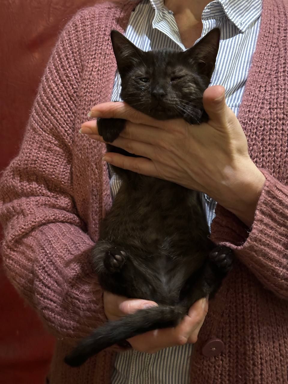 Кошеня