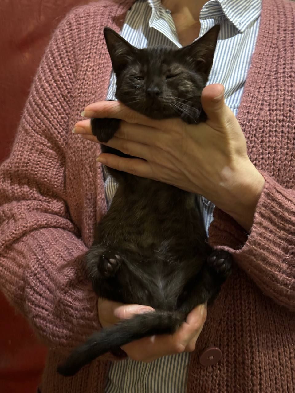 Кошеня