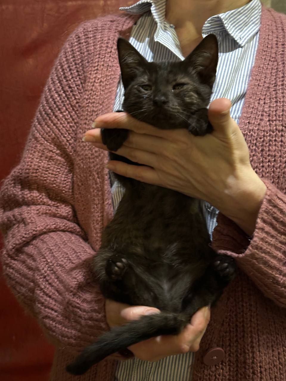 Кошеня