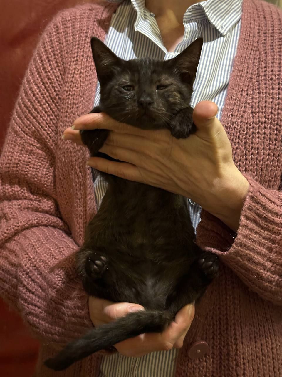 Кошеня