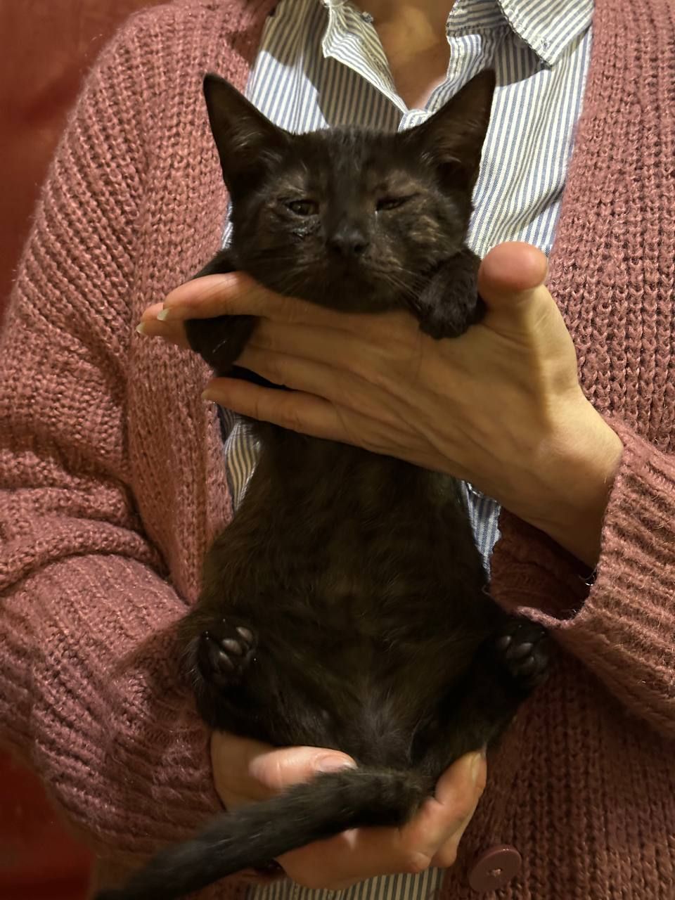 Кошеня