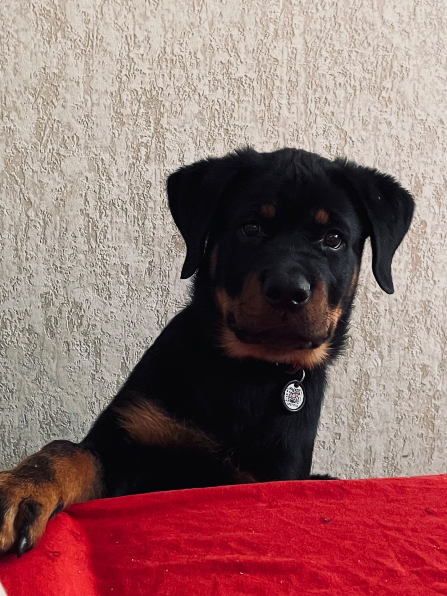 Красень шукає дім 🐾