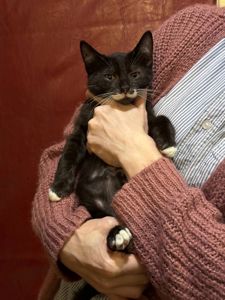 Кошеня