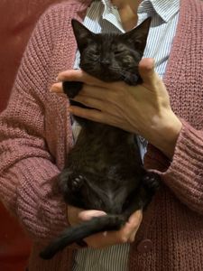 Кошеня