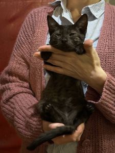 Кошеня
