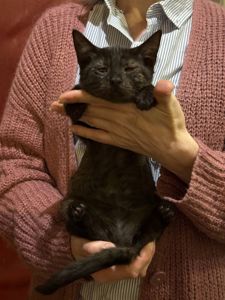 Кошеня