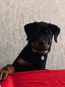 Красень шукає дім 🐾