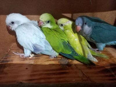 Ручні пташеня8та докормиші 2 місяці