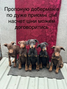 Цуценята добермана