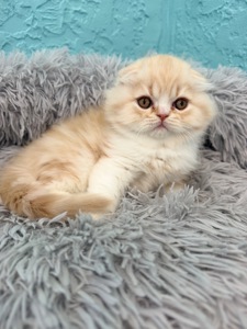 Котик шотландський