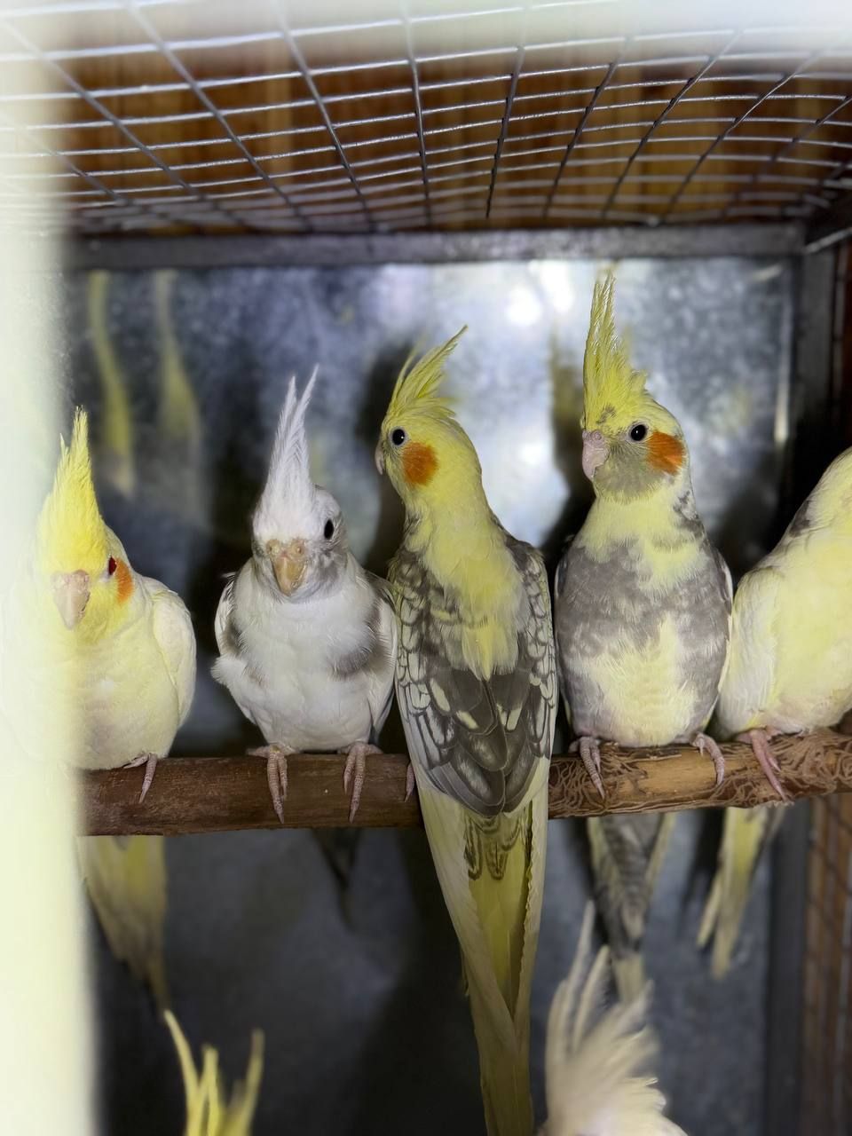Папуга Корелла, Корелла з хохолком