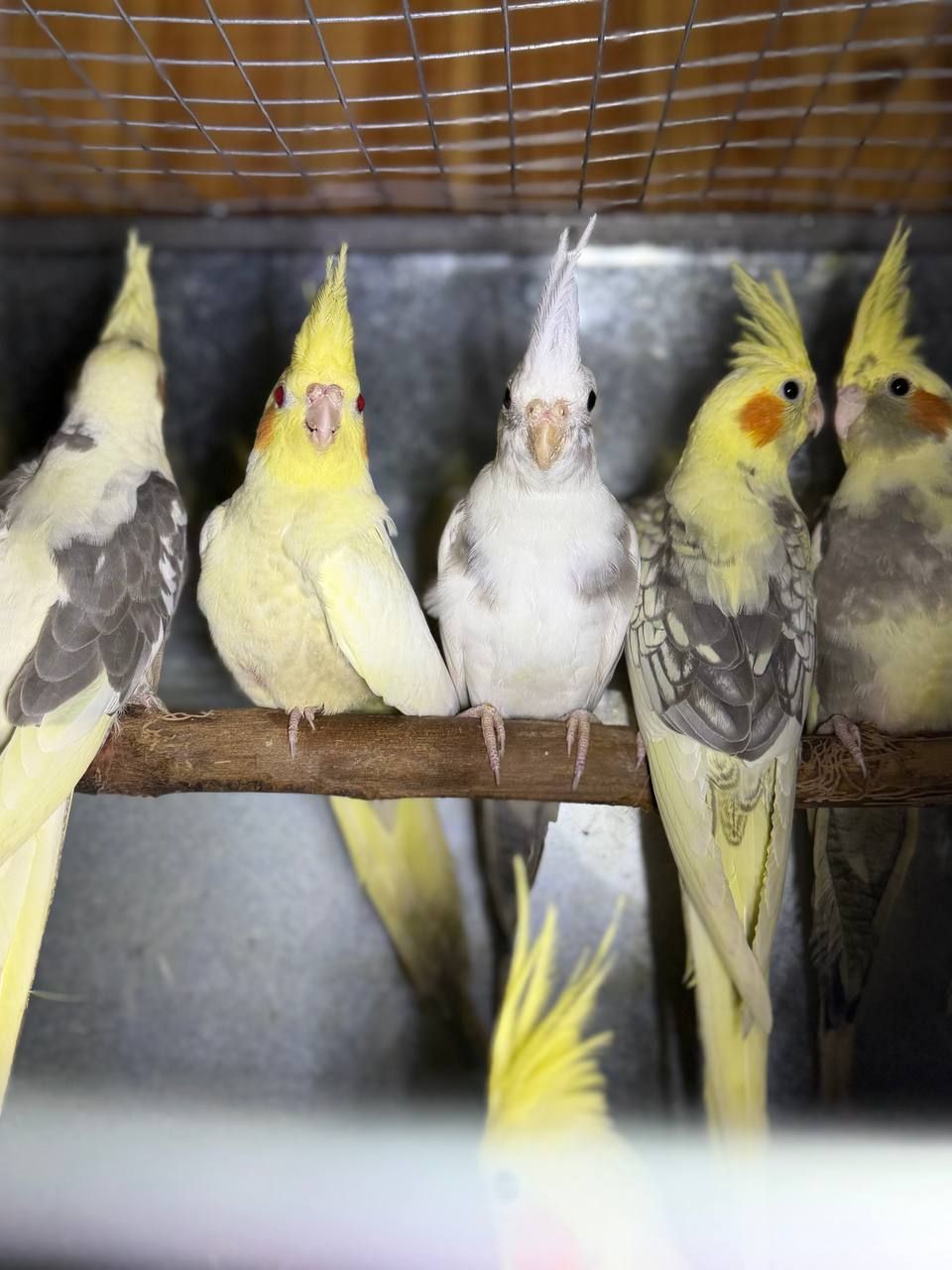 Папуга Корелла, Корелла з хохолком