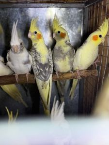 Папуга Корелла, Корелла з хохолком