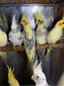Папуга Корелла, Корелла з хохолком