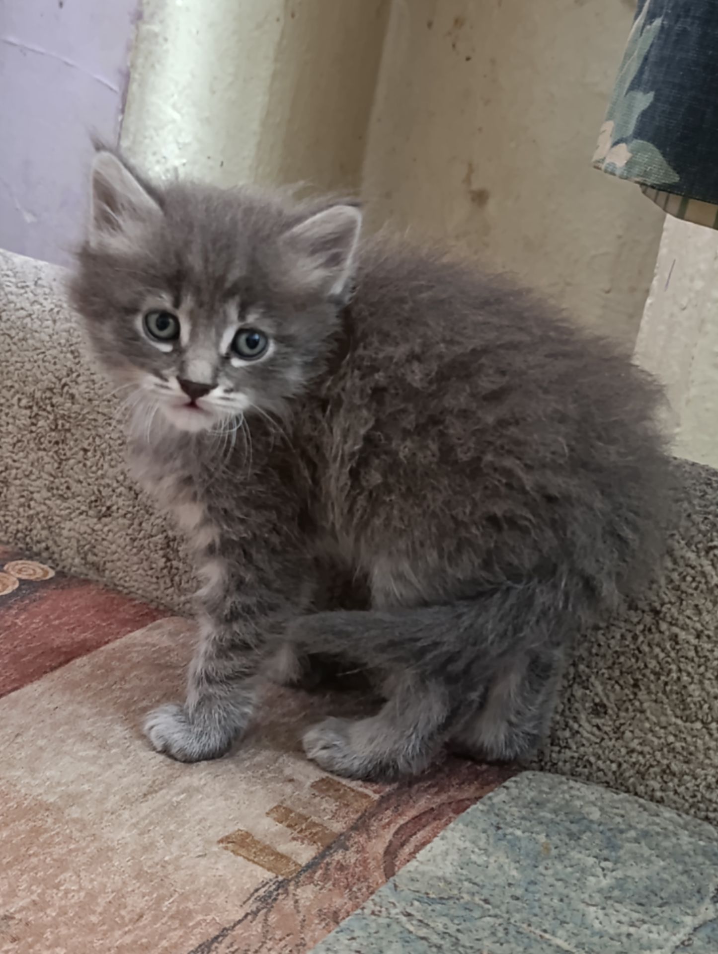 Котята, от сиамки, лисы,