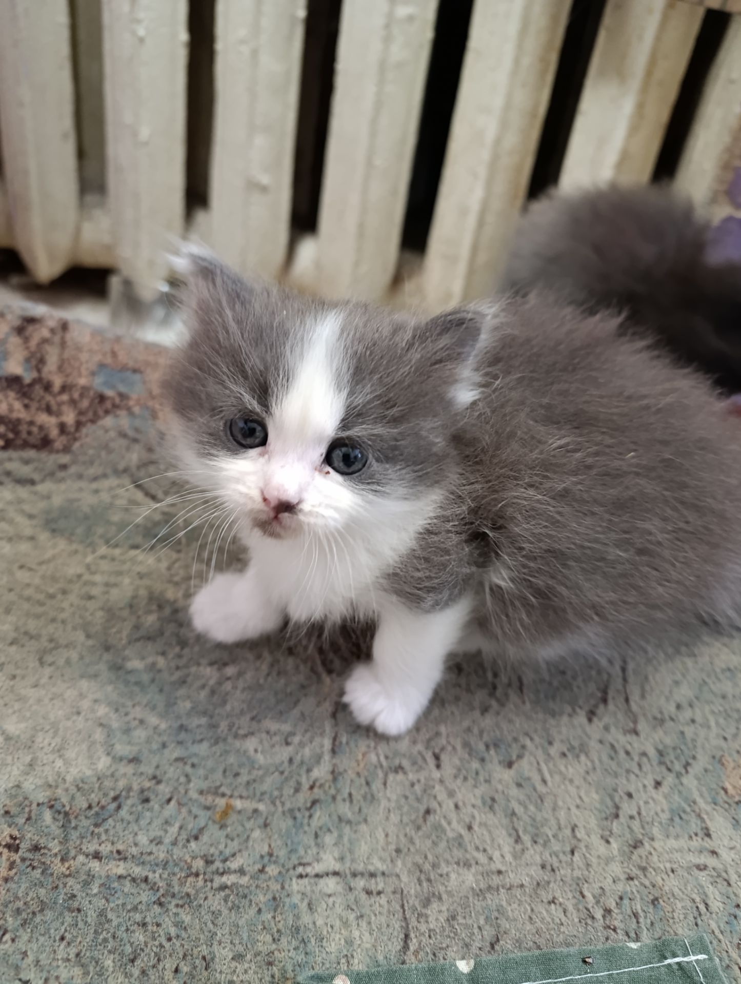 Котята, от сиамки, лисы,