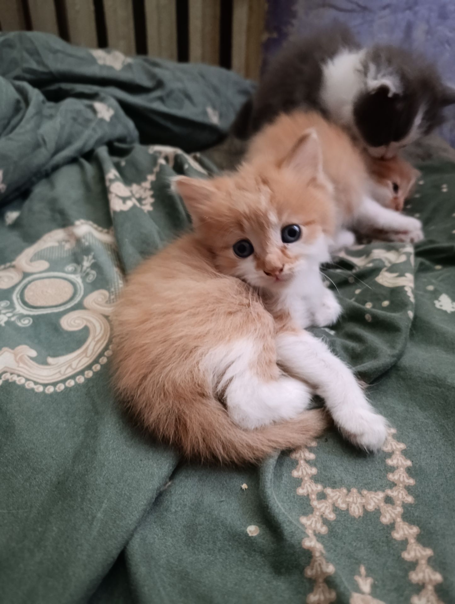 Котята, от сиамки, лисы,