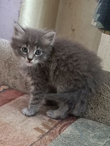 Котята, от сиамки, лисы,