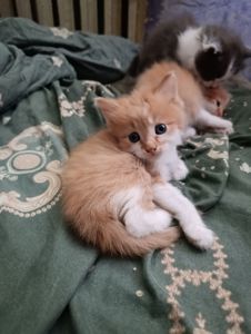 Котята, от сиамки, лисы,