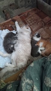 Котята, от сиамки, лисы,