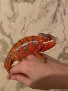 Пантеровий хамелеон. Furcifer pardalis ambilobe пара
