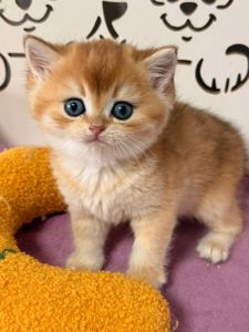 Роскошный британский котенок золотая шиншилла
