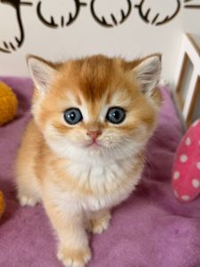 Роскошный британский котенок золотая шиншилла