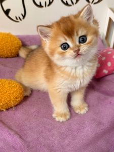 Роскошный британский котенок золотая шиншилла