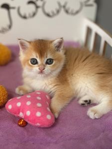 Чистокровная британская девочка редкого и роскошного окраса золотая шиншилла (ny 12)