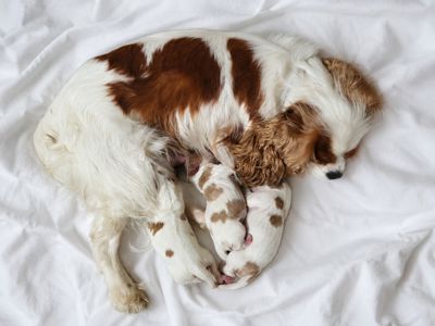 КАВАЛЕРЧИКИ ДІВЧАТА 🥰