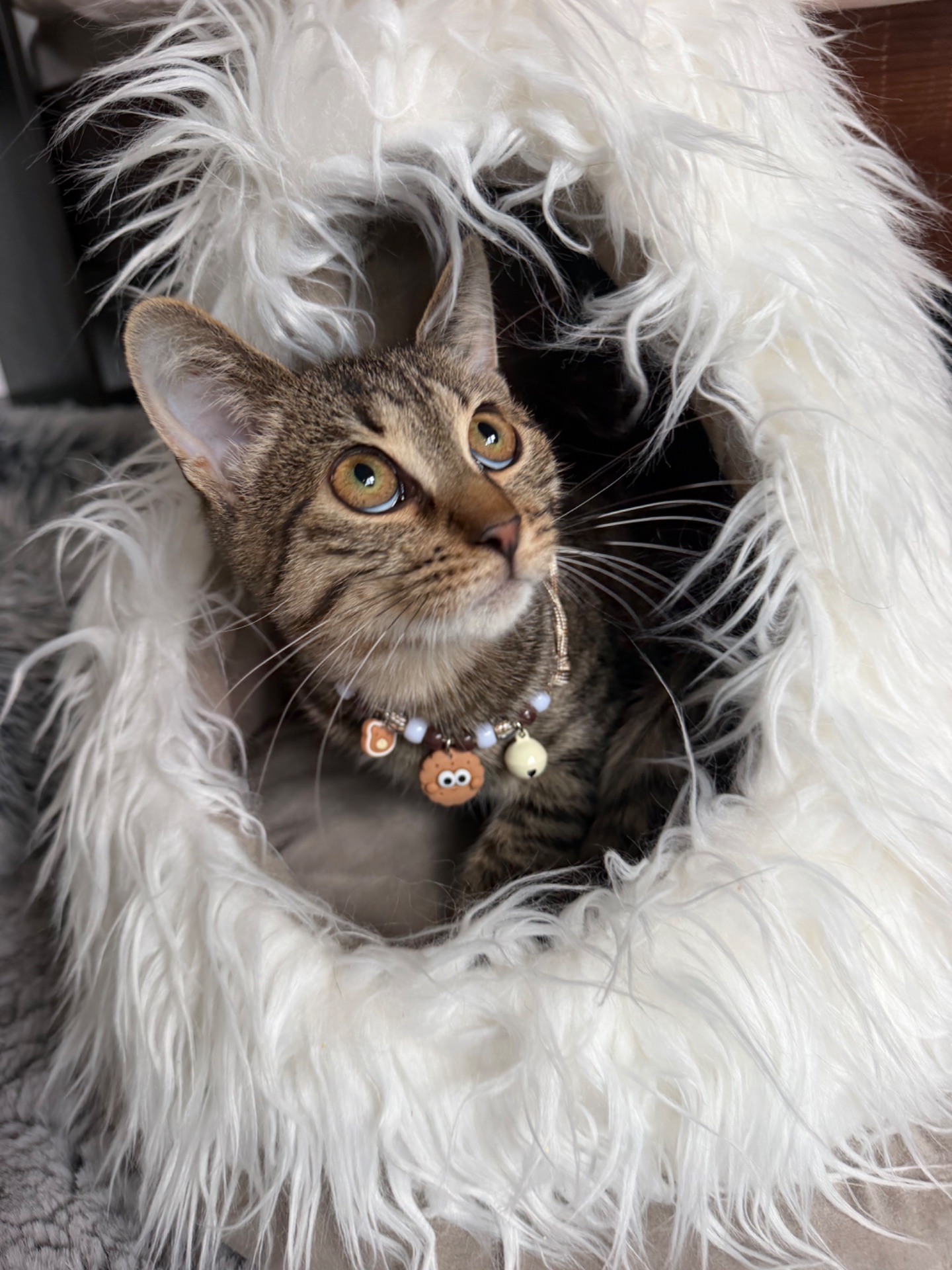 Красиве, лагідне кошеня хлопчик