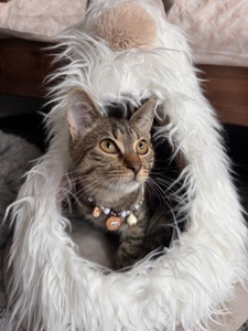 Красиве, лагідне кошеня хлопчик